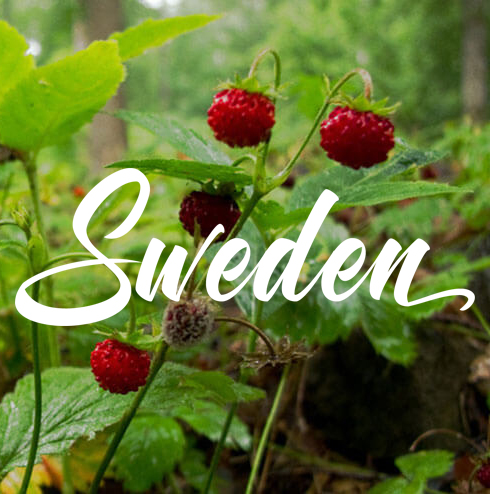 Sweden yoga retreat